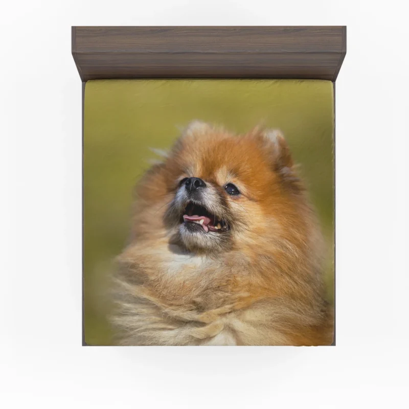 Fluff and Charm: Pomeranian Quartet Fitted Sheet