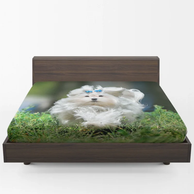 Fluffy Canine Companions: Maltese Quartet Fitted Sheet 1