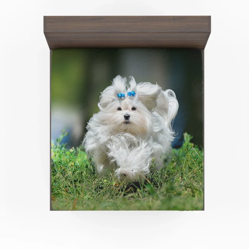 Fluffy Canine Companions: Maltese Quartet Fitted Sheet