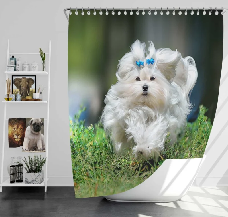 Fluffy Canine Companions: Maltese Quartet Shower Curtain