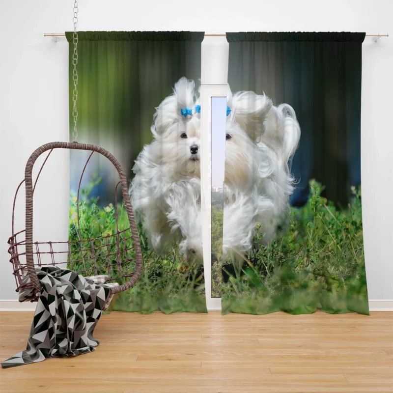 Fluffy Canine Companions: Maltese Quartet Window Curtain