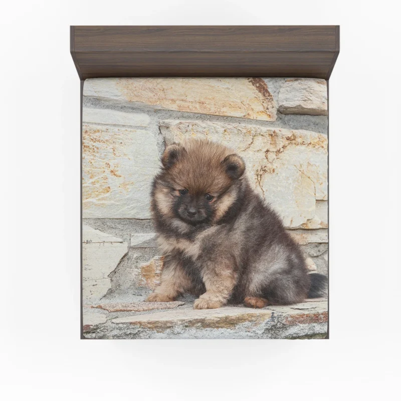 Fluffy Charm: Pomeranian Puppy Quartet Fitted Sheet