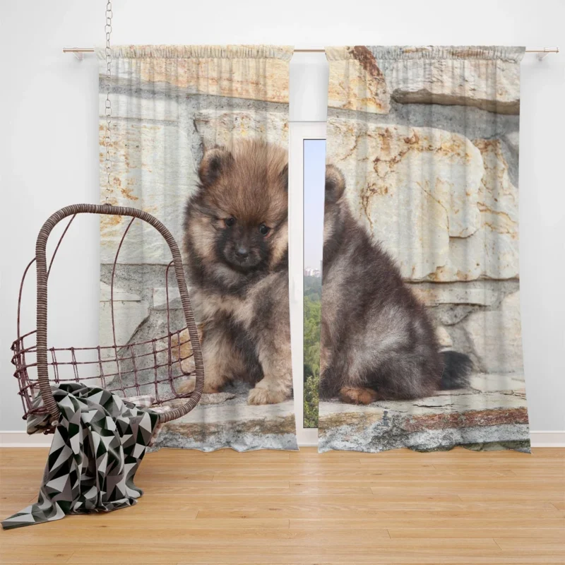 Fluffy Charm: Pomeranian Puppy Quartet Window Curtain