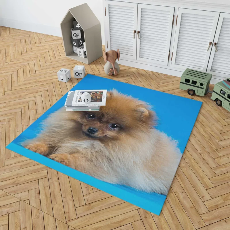 Fluffy Charm: Pomeranian Quartet Floor Rug 1