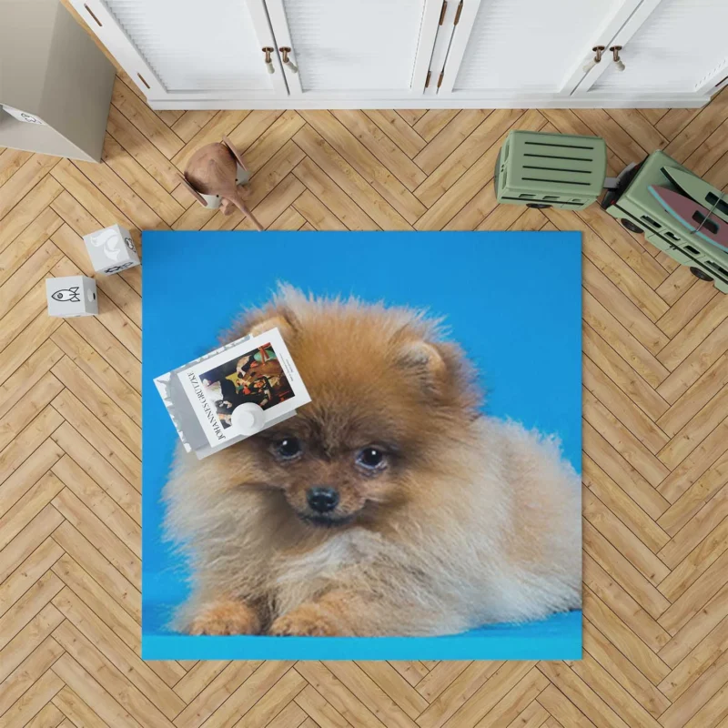 Fluffy Charm: Pomeranian Quartet Floor Rug