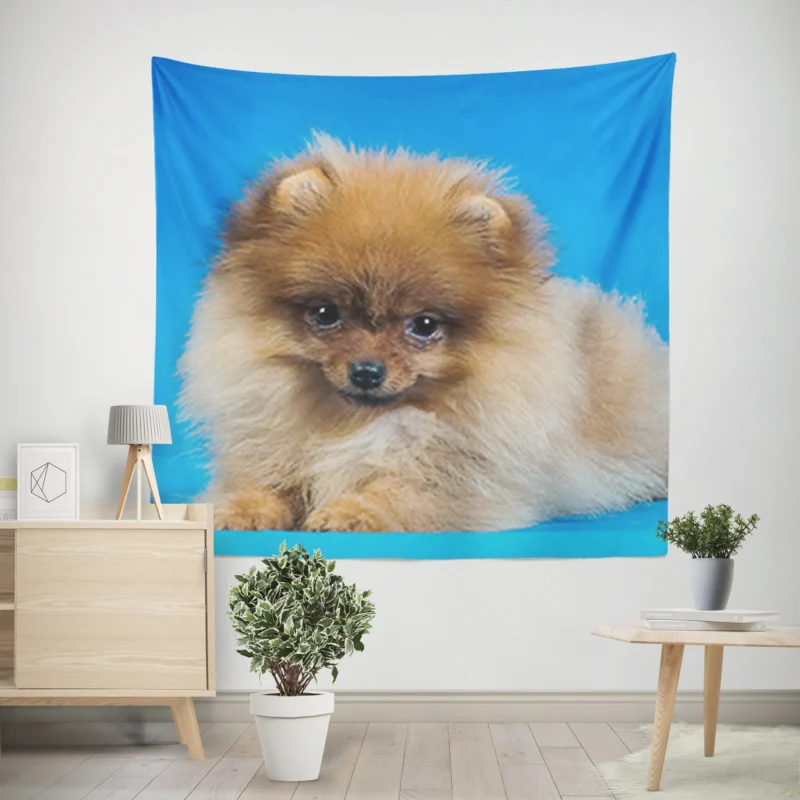 Fluffy Charm  Pomeranian Quartet Wall Tapestry