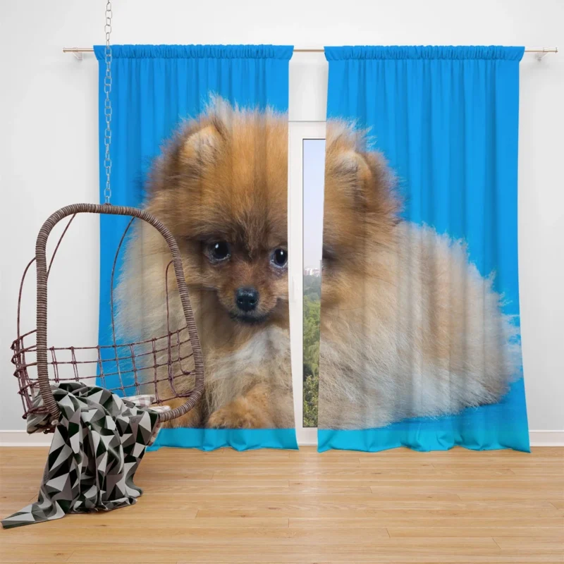 Fluffy Charm: Pomeranian Quartet Window Curtain