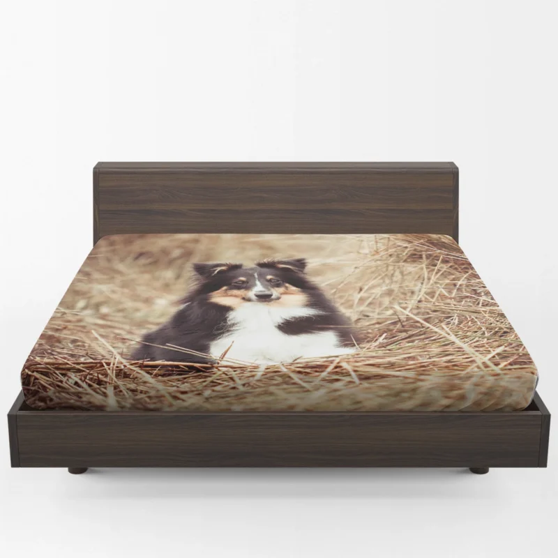 Fluffy Collie Cuteness: Rough Collie Quartet Fitted Sheet 1