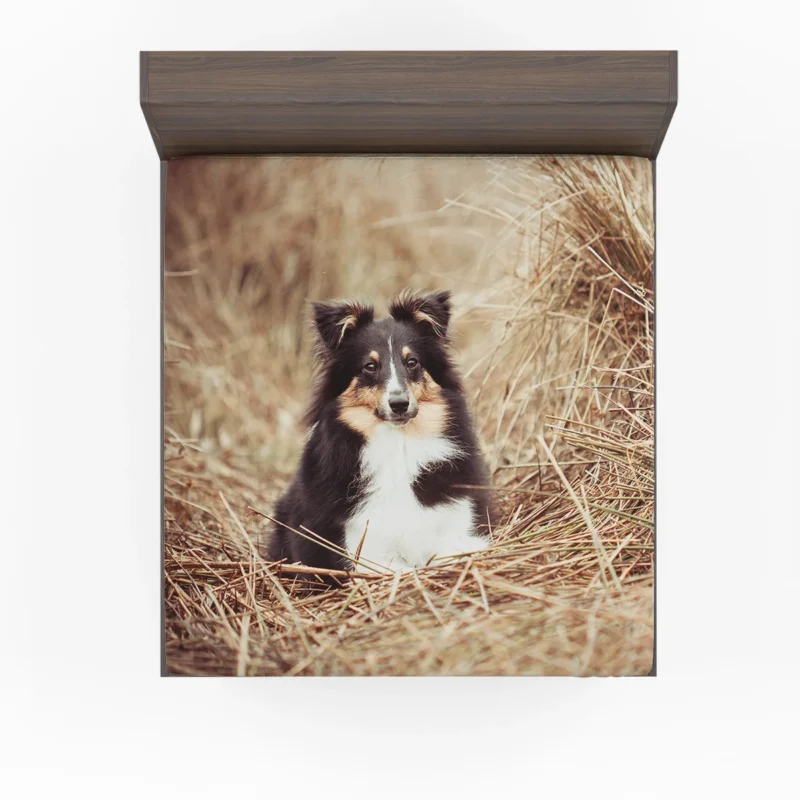 Fluffy Collie Cuteness: Rough Collie Quartet Fitted Sheet