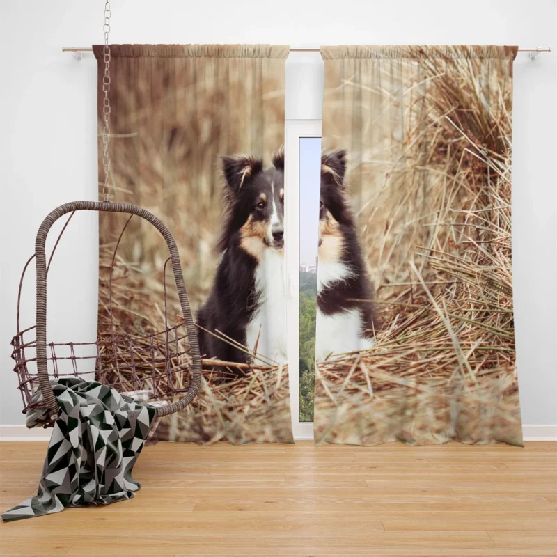 Fluffy Collie Cuteness: Rough Collie Quartet Window Curtain