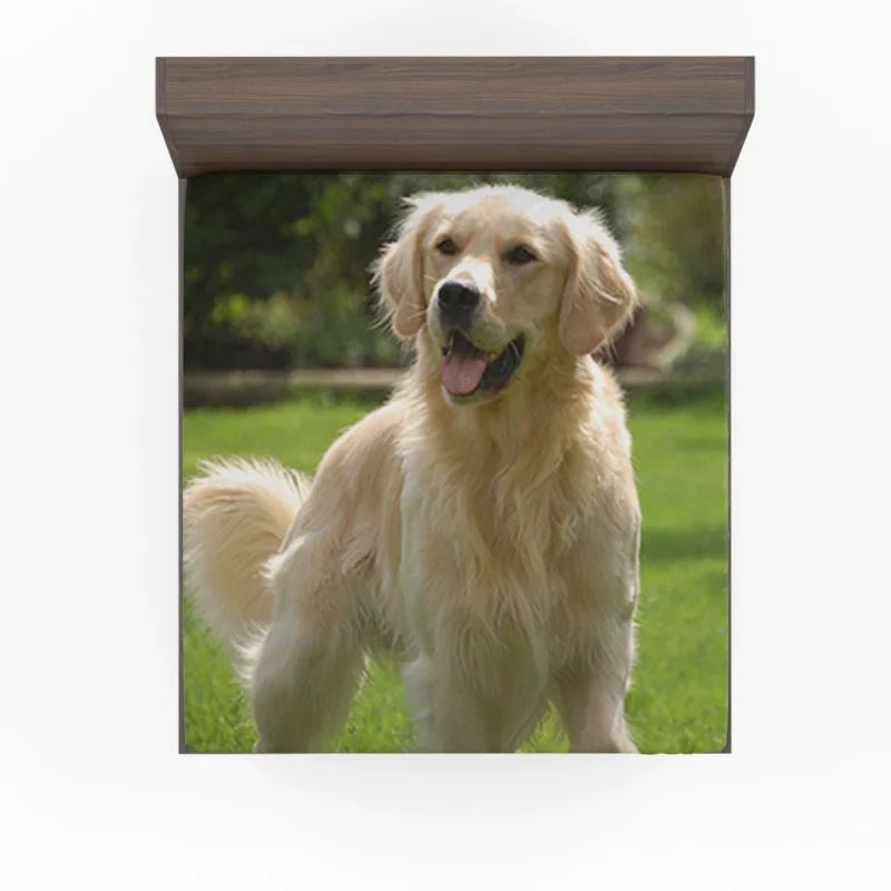 Fluffy Quadruple Joy: Golden Retrievers Fitted Sheet