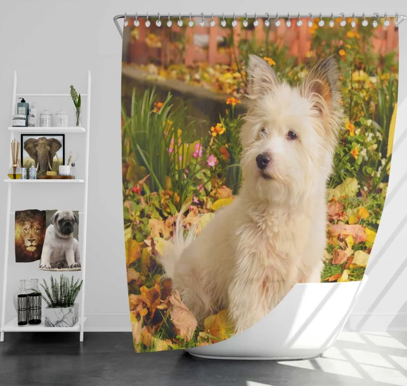 Fluffy and Fun: West Highland White Terrier Quartet Shower Curtain