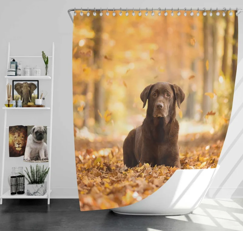 Forest Adventure: Labrador Fall Quartet Shower Curtain