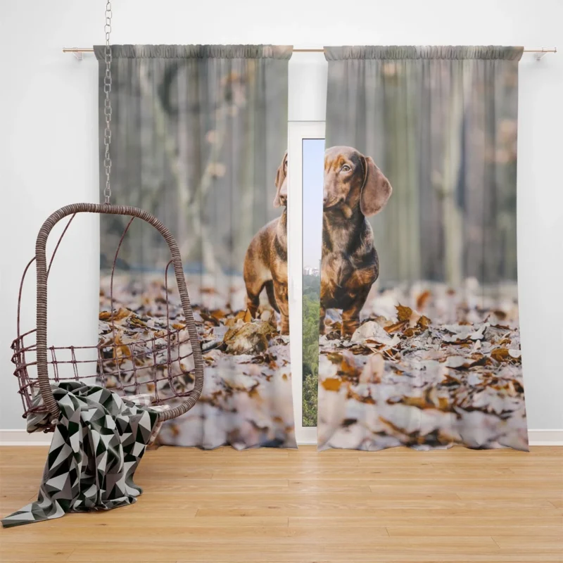 Forest Fantasy with Depth of Field: Dachshund Quartet Window Curtain