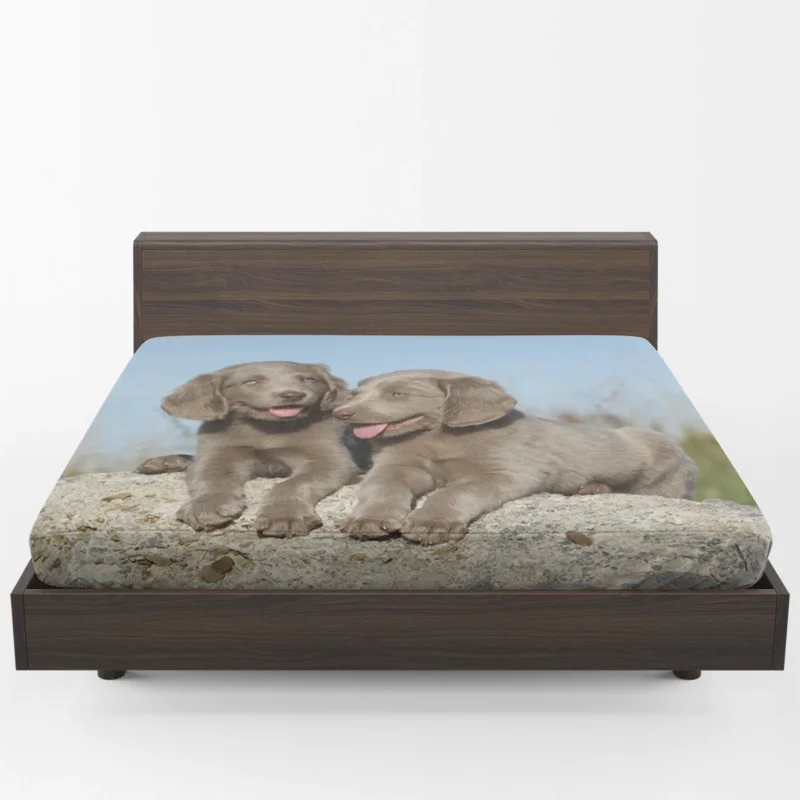 Four Adorable Weimaraner Puppies: Weimaraner Quartet Fitted Sheet 1