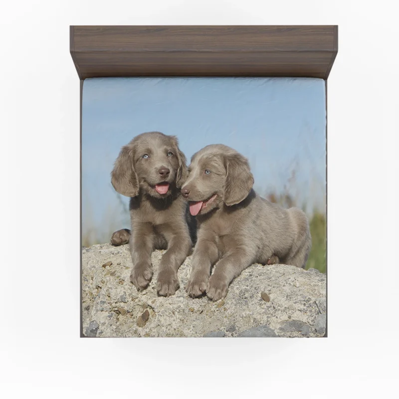 Four Adorable Weimaraner Puppies: Weimaraner Quartet Fitted Sheet