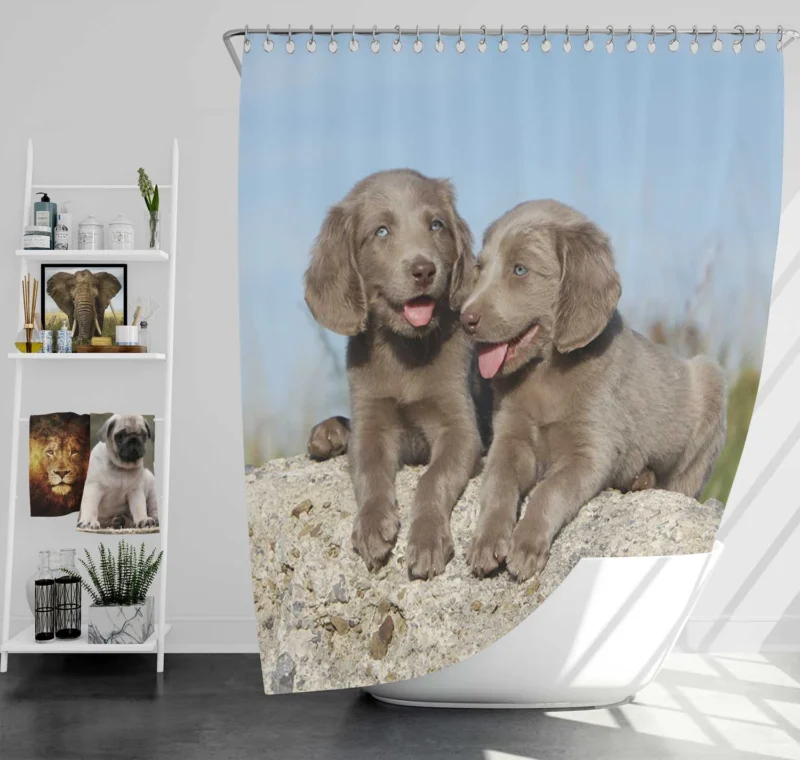 Four Adorable Weimaraner Puppies: Weimaraner Quartet Shower Curtain