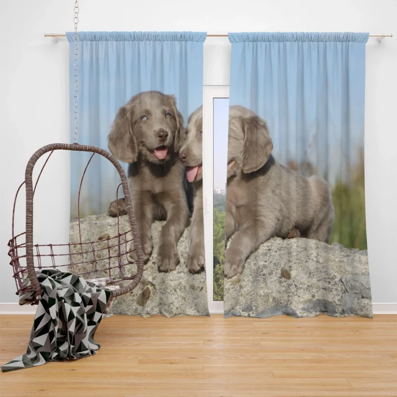 Four Adorable Weimaraner Puppies: Weimaraner Quartet Window Curtain