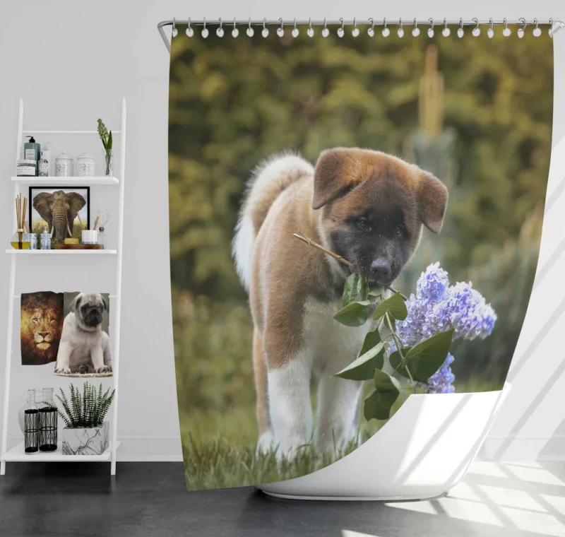 Four Majestic Akita Puppies in an Artful Quartet Shower Curtain