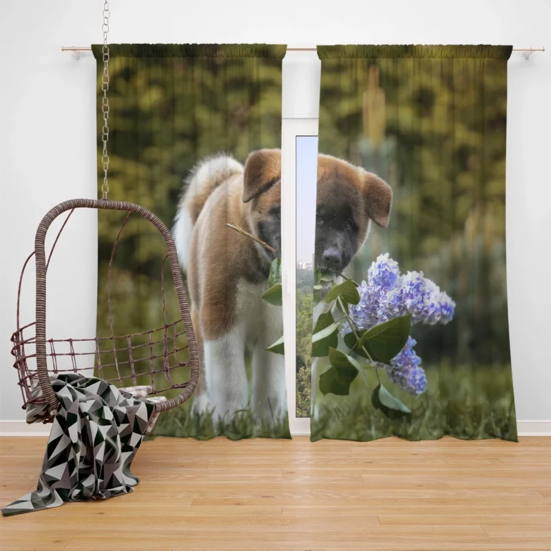 Four Majestic Akita Puppies in an Artful Quartet Window Curtain