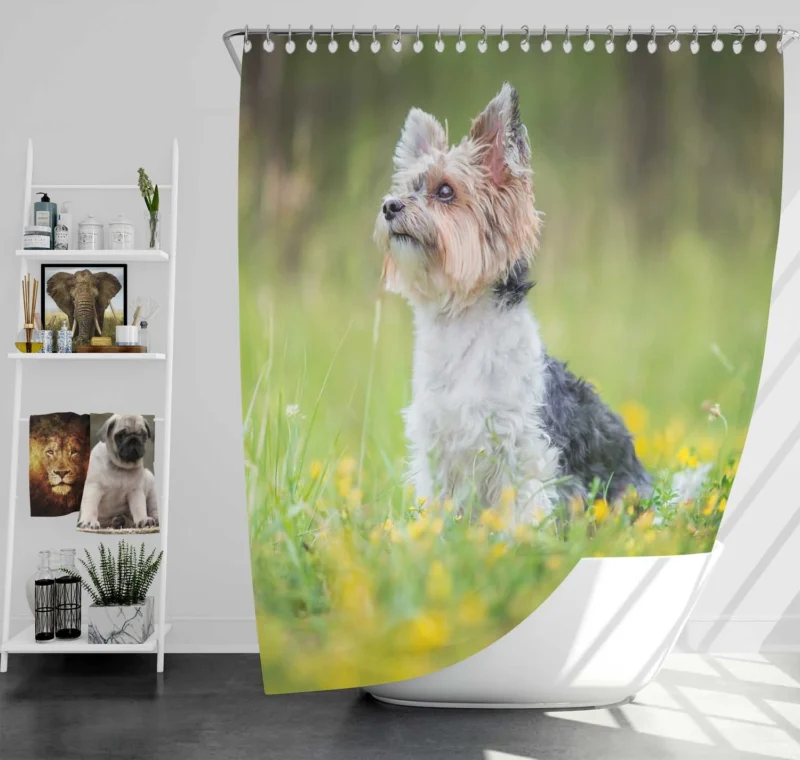 Four Pockets of Cuteness: Yorkshire Terrier Quartet Shower Curtain