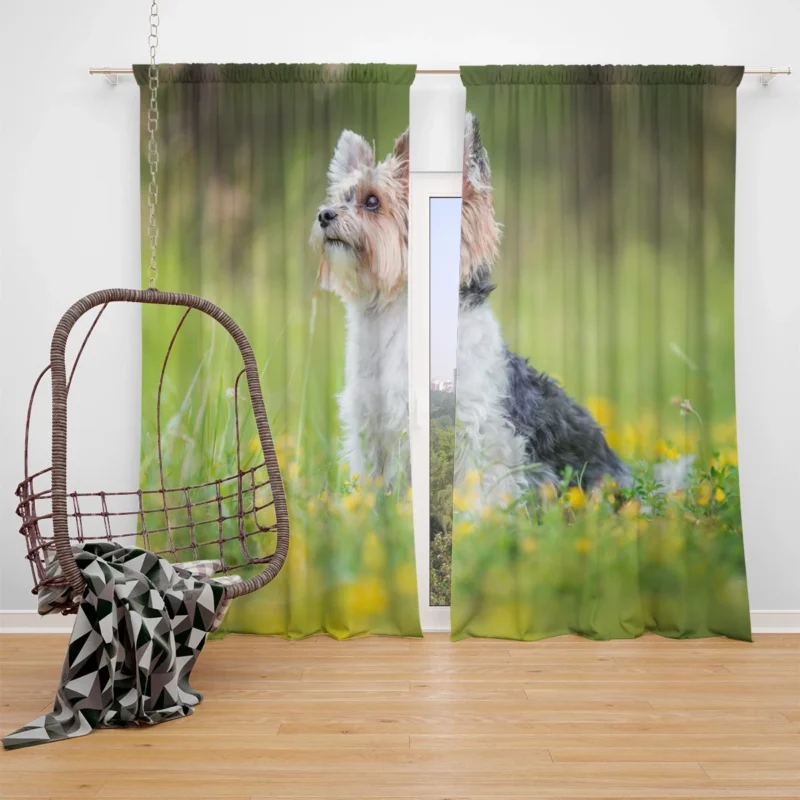 Four Pockets of Cuteness: Yorkshire Terrier Quartet Window Curtain