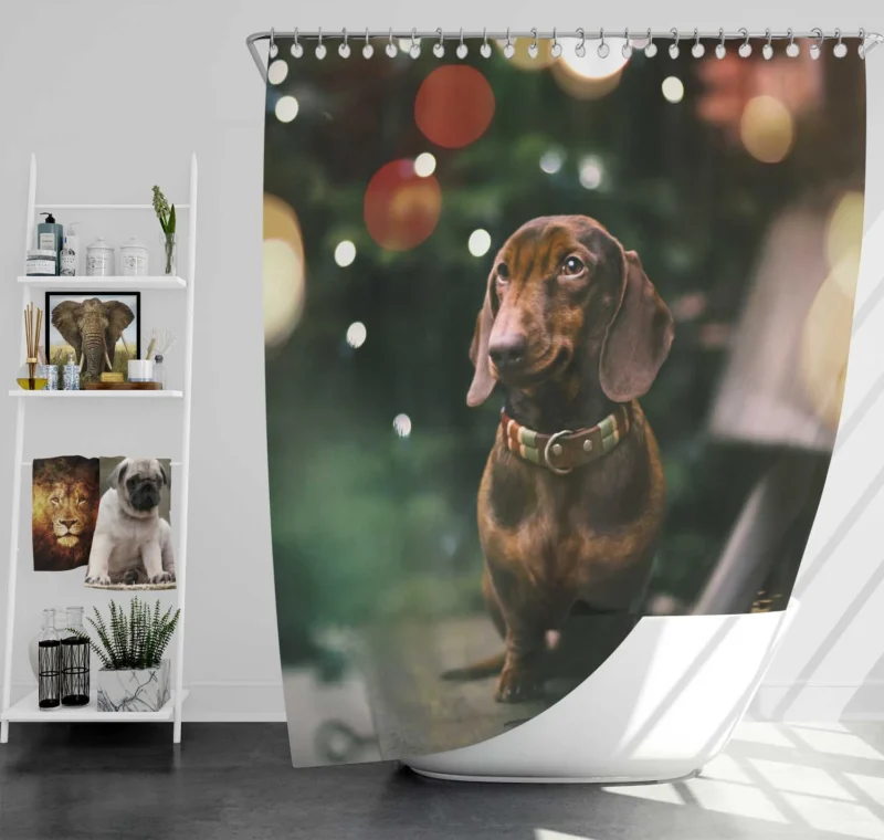 Fourfold Bokeh Beauty: Dachshund Quartet Shower Curtain