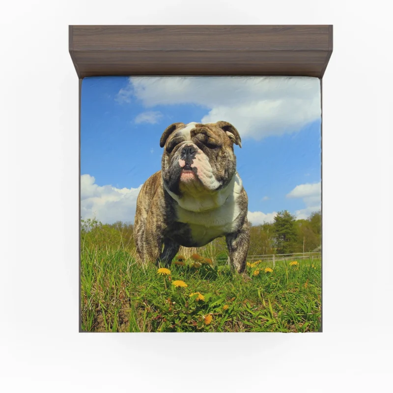 Fourfold Bulldog Elegance: Bulldog Quartet Fitted Sheet