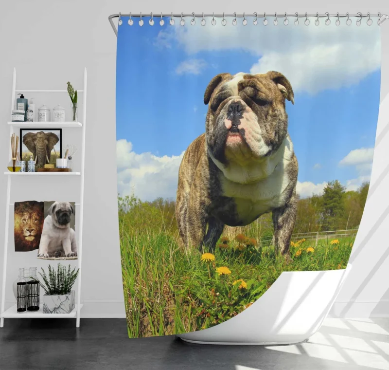 Fourfold Bulldog Elegance: Bulldog Quartet Shower Curtain