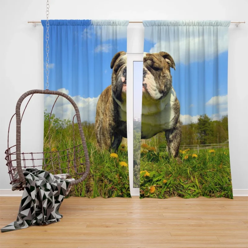 Fourfold Bulldog Elegance: Bulldog Quartet Window Curtain