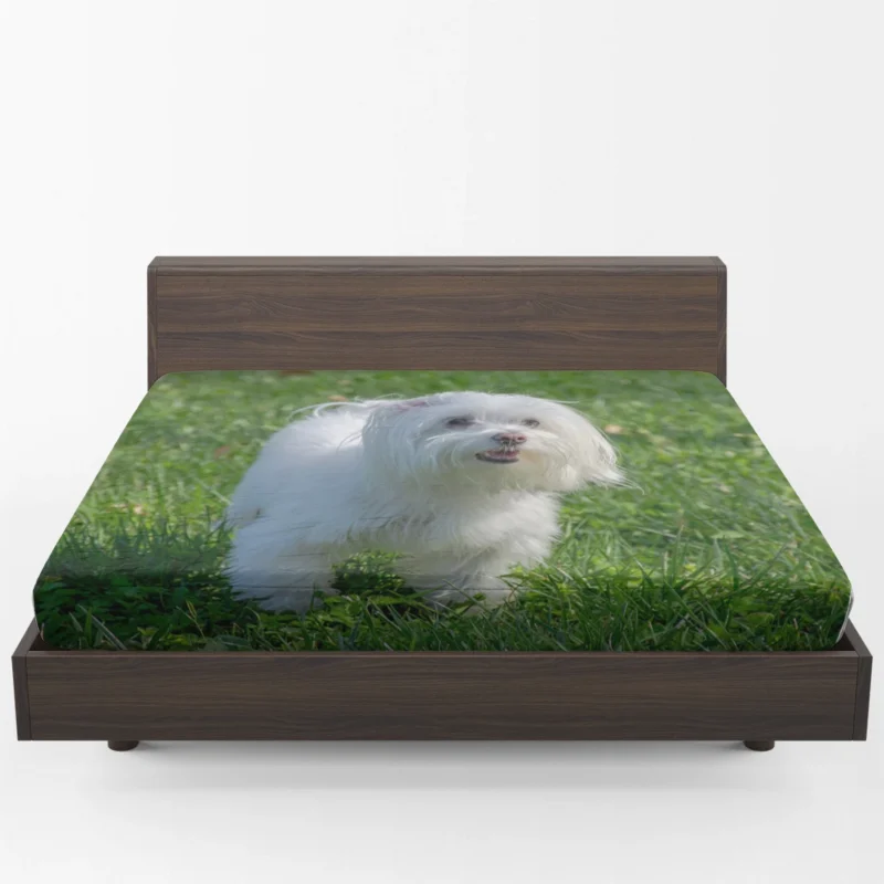 Fourfold Canine Beauty: Maltese Quartet Fitted Sheet 1