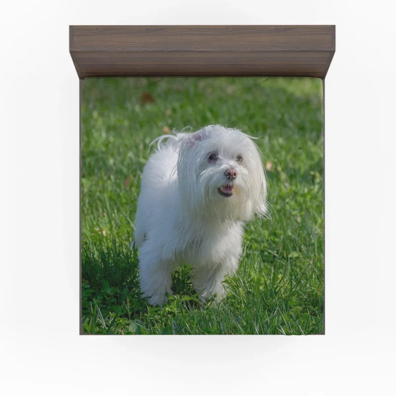 Fourfold Canine Beauty: Maltese Quartet Fitted Sheet