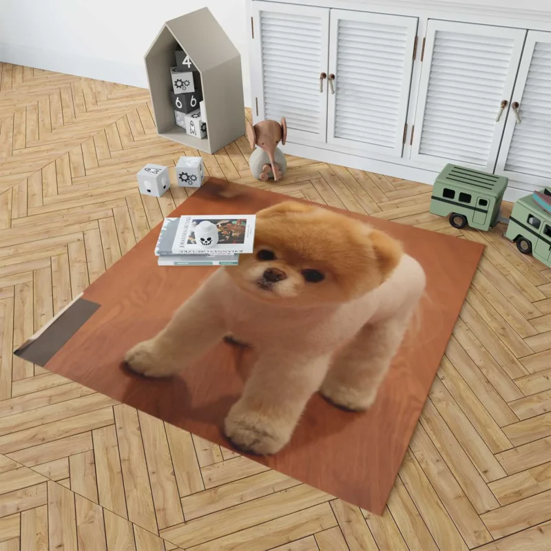 Fourfold Canine Beauty: Pomeranian Quartet Floor Rug 1