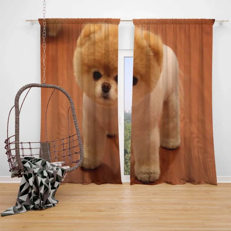 Fourfold Canine Beauty: Pomeranian Quartet Window Curtain