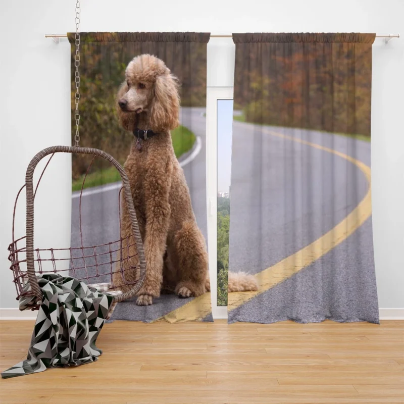 Fourfold Canine Beauty: Poodle Quartet Window Curtain