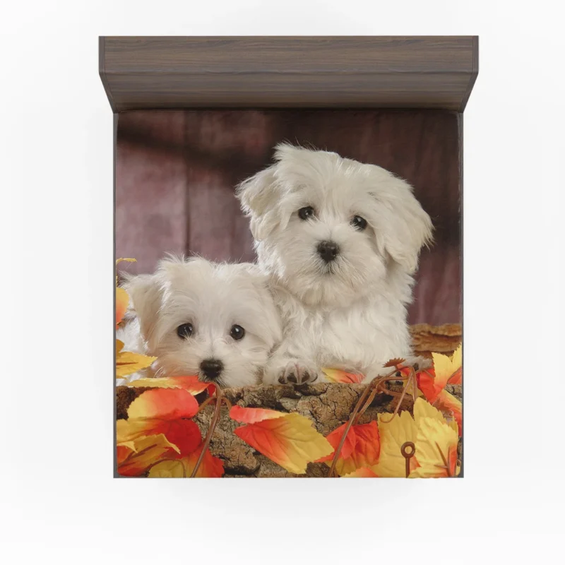 Fourfold Canine Charm: Maltese Quartet Fitted Sheet