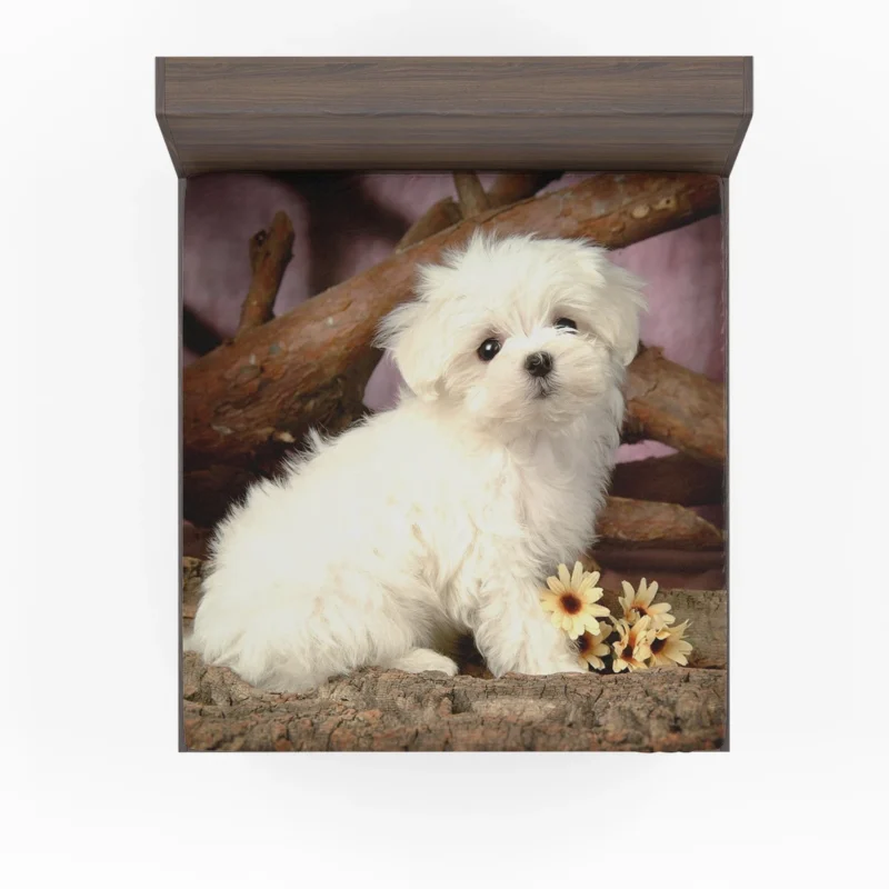 Fourfold Canine Cuteness: Maltese Puppies Fitted Sheet