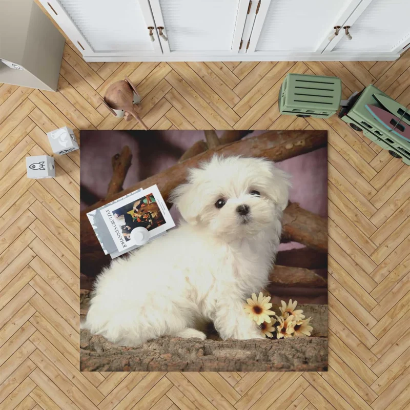 Fourfold Canine Cuteness: Maltese Puppies Floor Rug