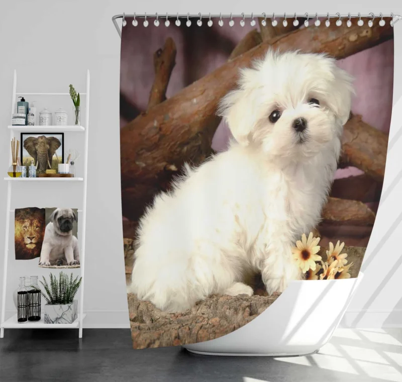 Fourfold Canine Cuteness: Maltese Puppies Shower Curtain