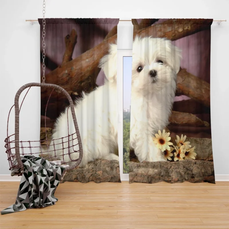 Fourfold Canine Cuteness: Maltese Puppies Window Curtain