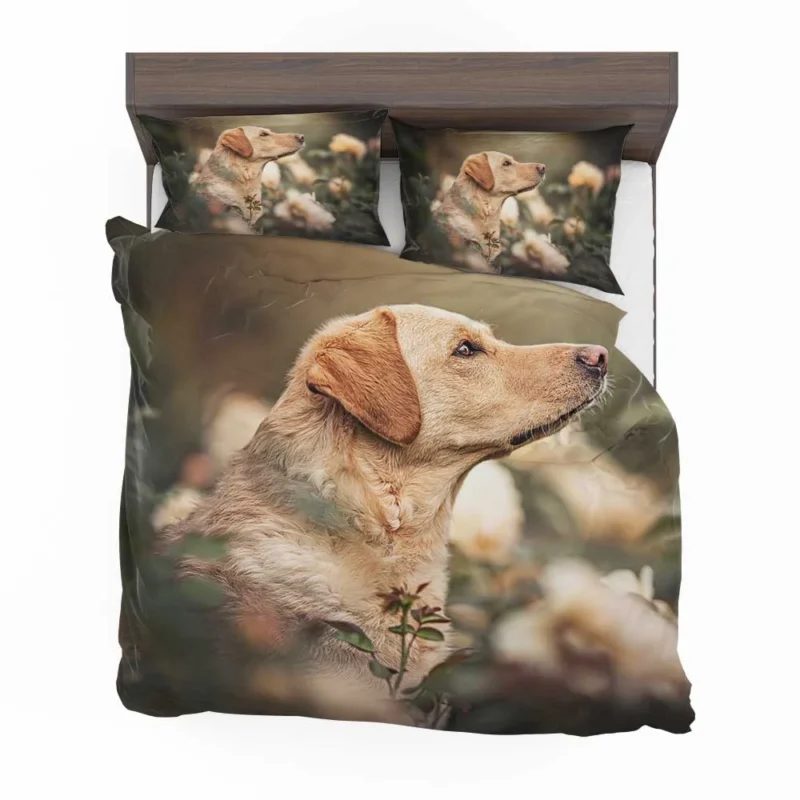 Fourfold Canine Elegance: Labrador Quartet Bedding Set 1