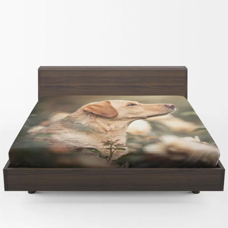 Fourfold Canine Elegance: Labrador Quartet Fitted Sheet 1