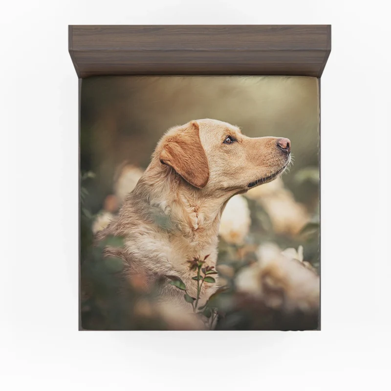 Fourfold Canine Elegance: Labrador Quartet Fitted Sheet