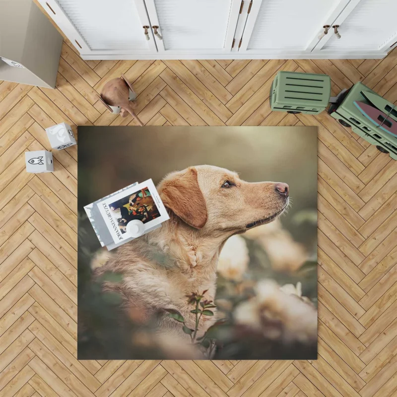 Fourfold Canine Elegance: Labrador Quartet Floor Rug