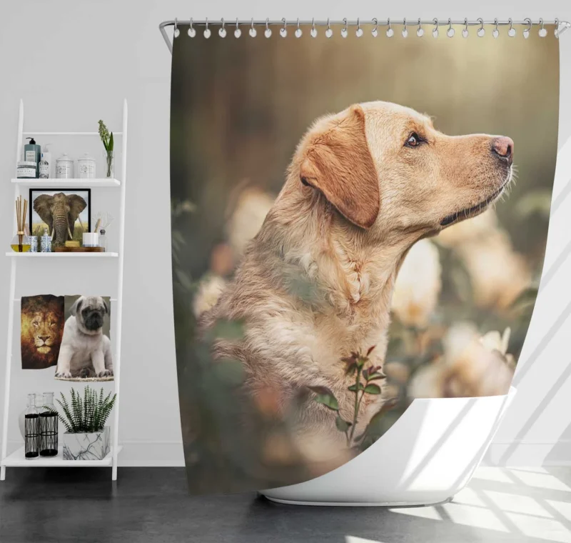 Fourfold Canine Elegance: Labrador Quartet Shower Curtain