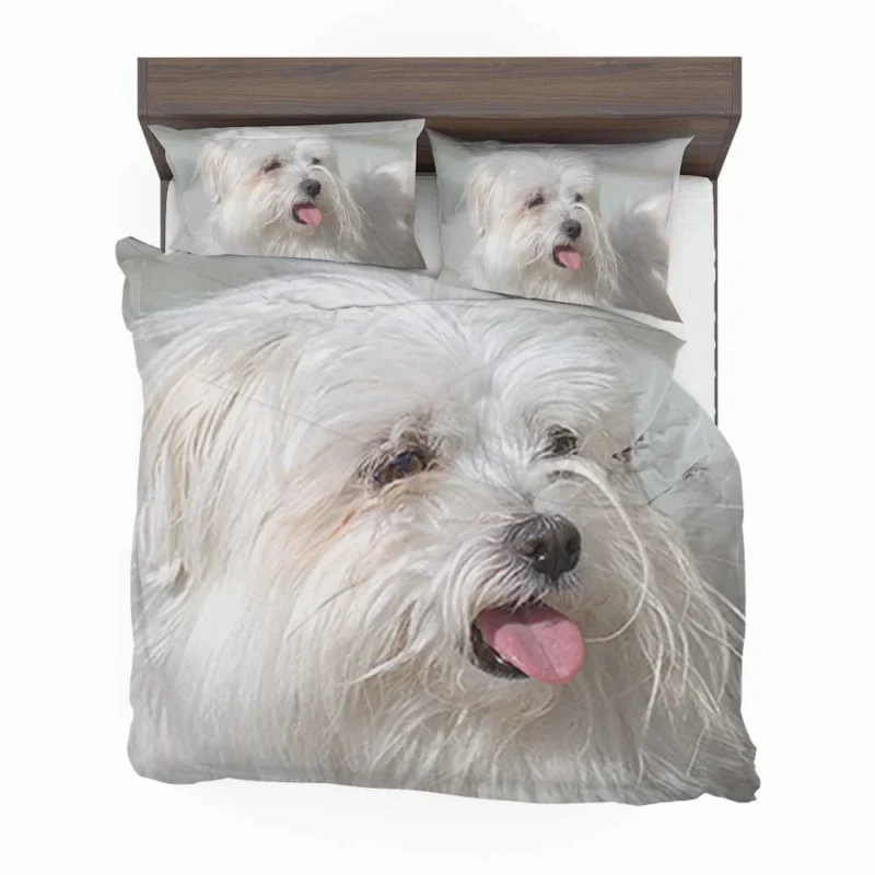 Fourfold Canine Elegance: Moril-Bichon Maltais Bedding Set 1