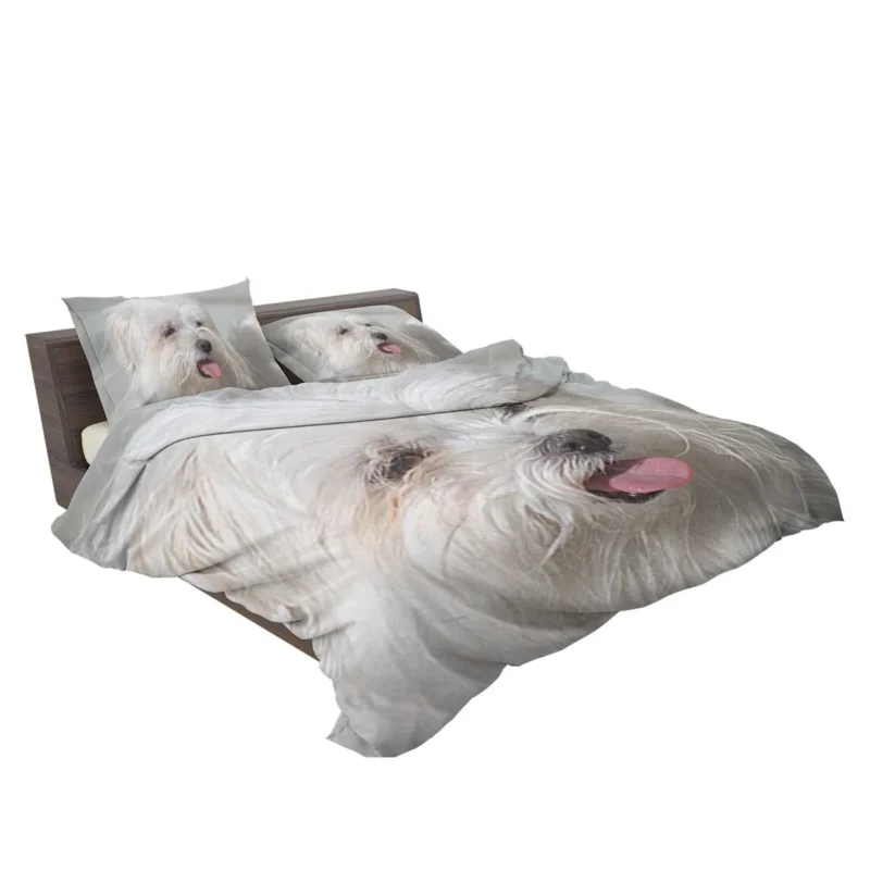 Fourfold Canine Elegance: Moril-Bichon Maltais Bedding Set 2