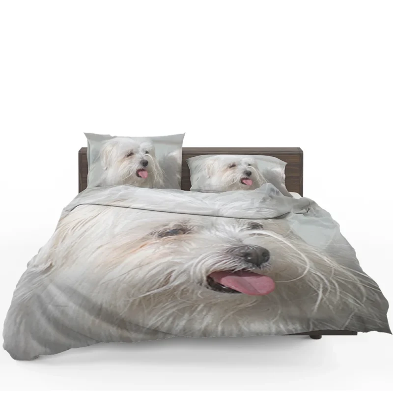 Fourfold Canine Elegance: Moril-Bichon Maltais Bedding Set