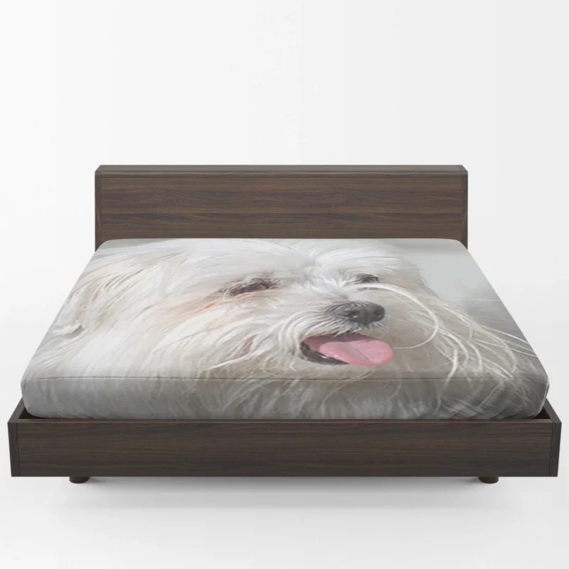 Fourfold Canine Elegance: Moril-Bichon Maltais Fitted Sheet 1