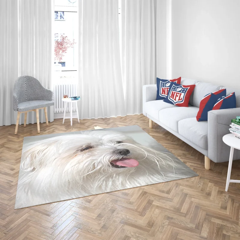 Fourfold Canine Elegance: Moril-Bichon Maltais Floor Rug 2